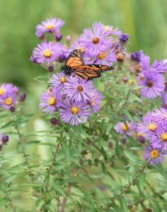New England Aster