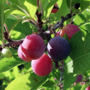 Beach Plum