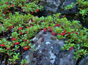 Bearberry