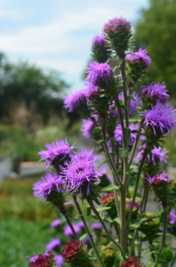 Northern Blazing Star
