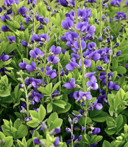 False Blue Indigo