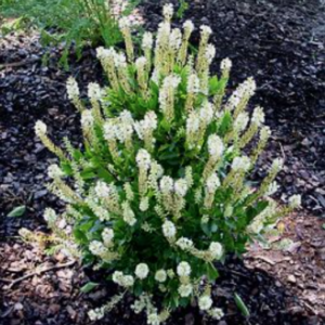 Summersweet Clethra