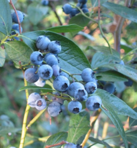 Highbush blueberry