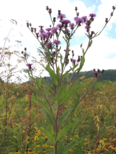 New York Ironweed