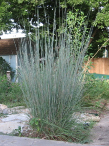Little bluestem ‘standing ovation’