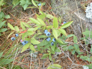 Lowbush blueberry