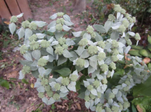 Appalachian mountain mint