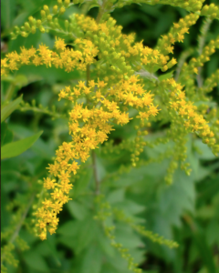 Rough Stemmed Goldenrod
