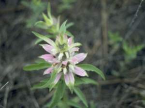 Spotted Beebalm