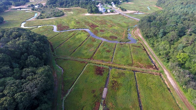 Cranberry Bog Restoration