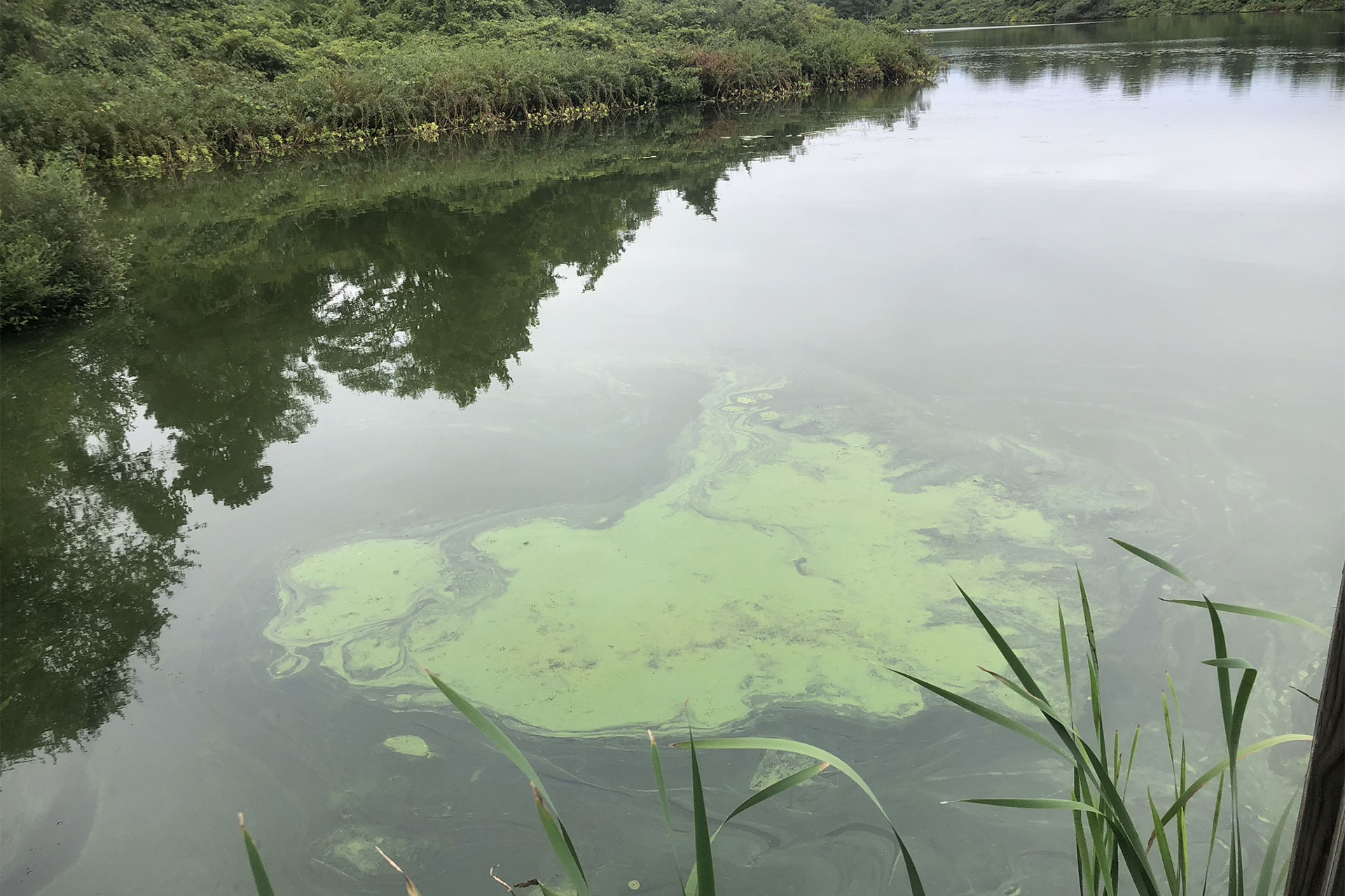 Barnstable pond algae