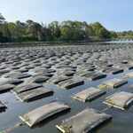 Barnstable Oyster Farm