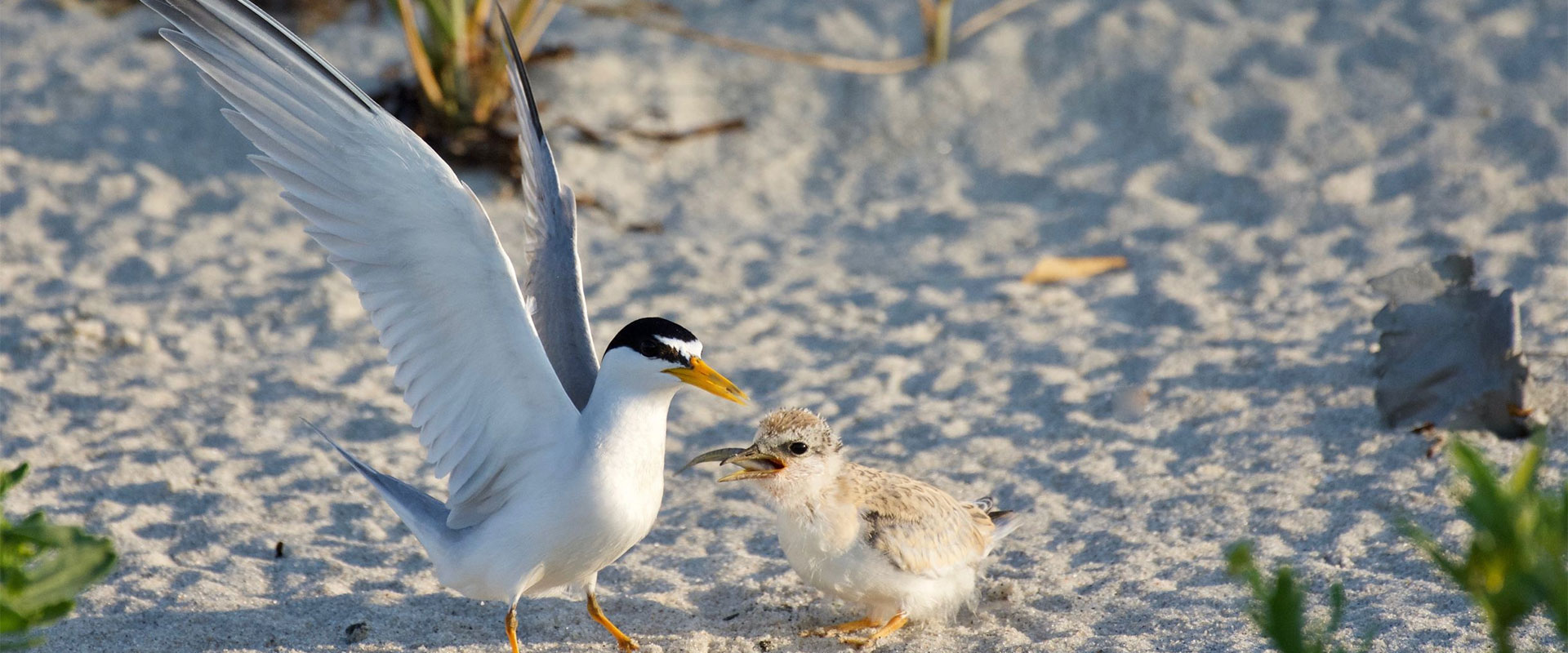 Barnstable Clean Water Coalition advocate