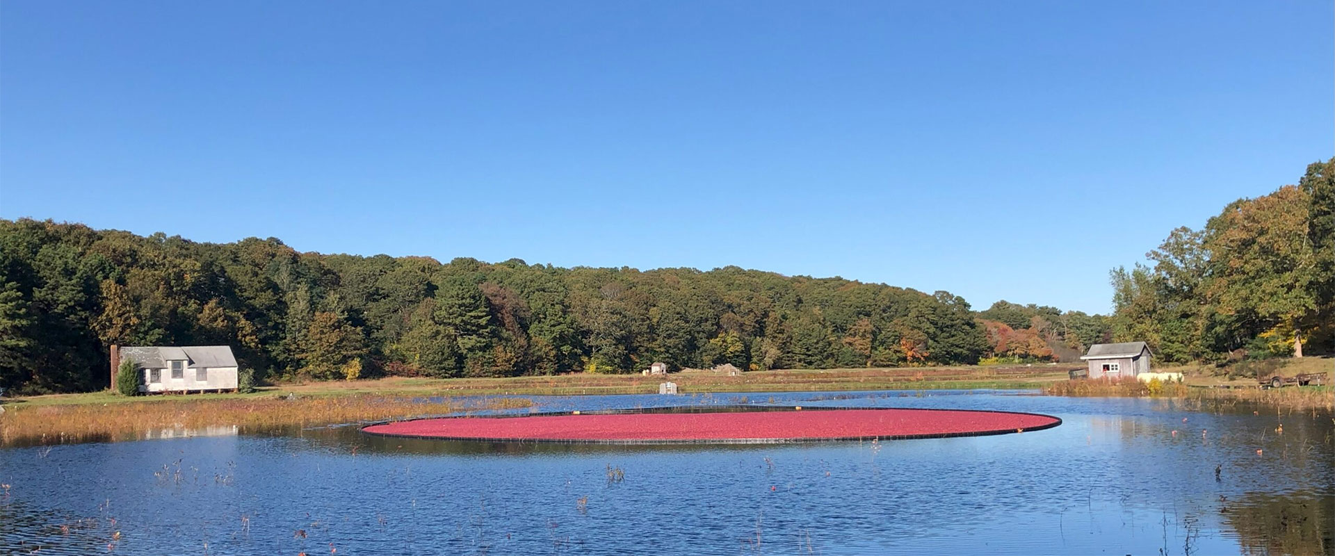 Barnstable Clean Water Coalition cranberry bog