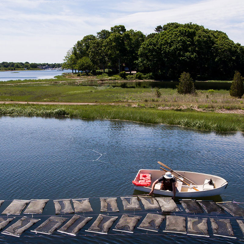 Cape Cod oyster farm Mitigate