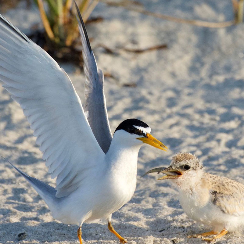 beach birds
