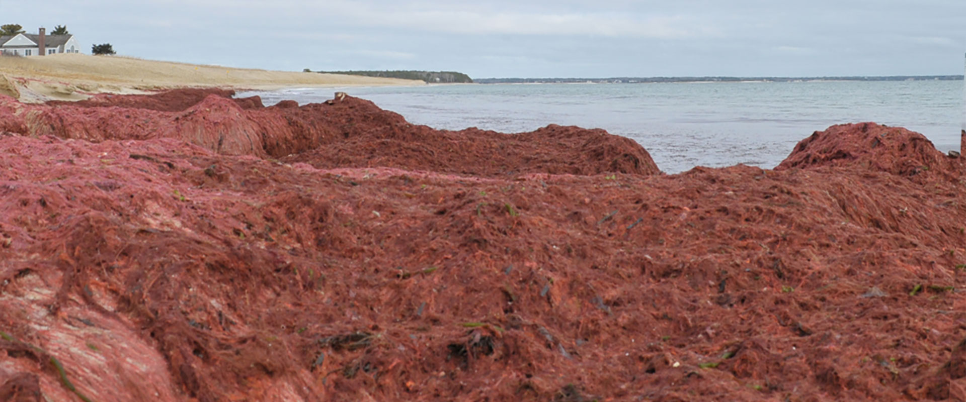 invasive algae monitoring