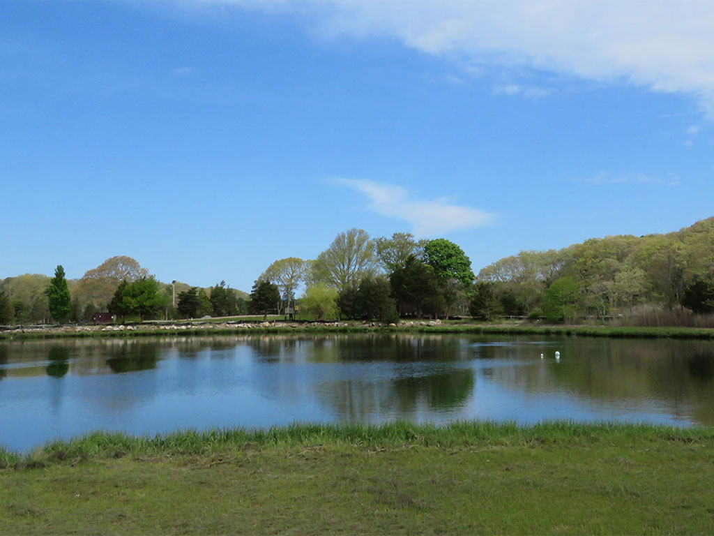 Cape Cod pond