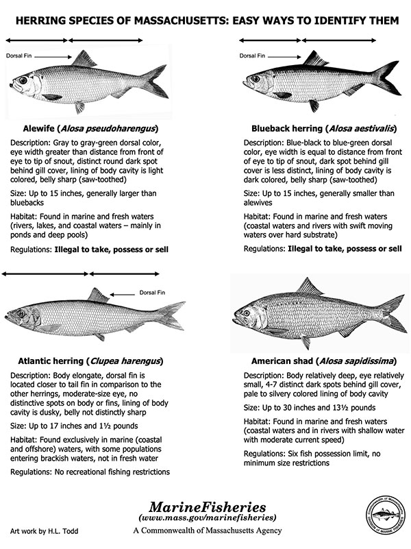 Herring Species chart