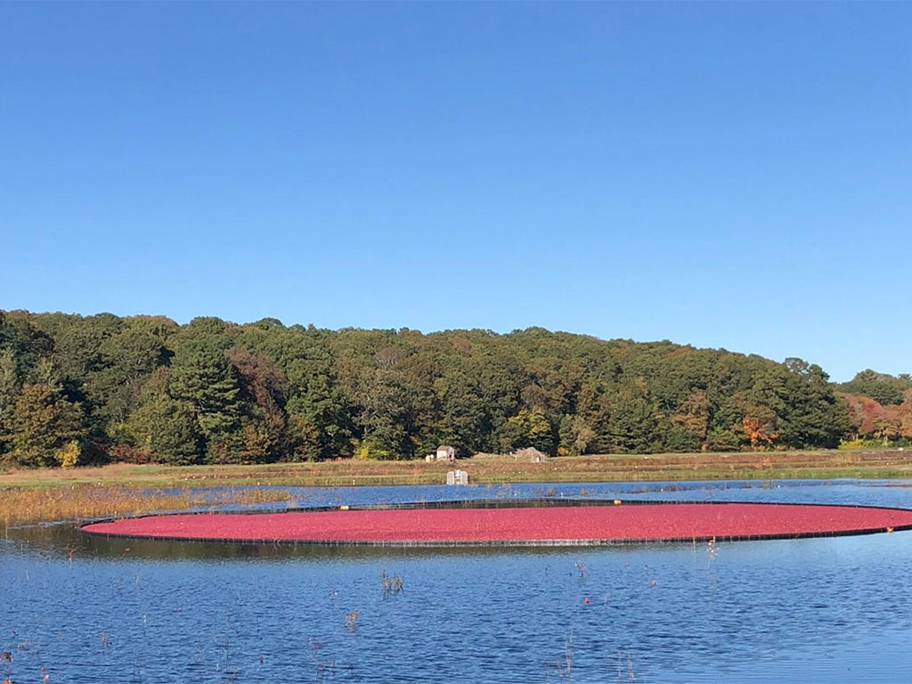 Cranberry bog monitoring