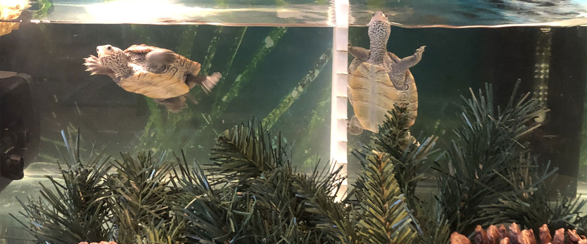 diamondback terrapins sea turtles