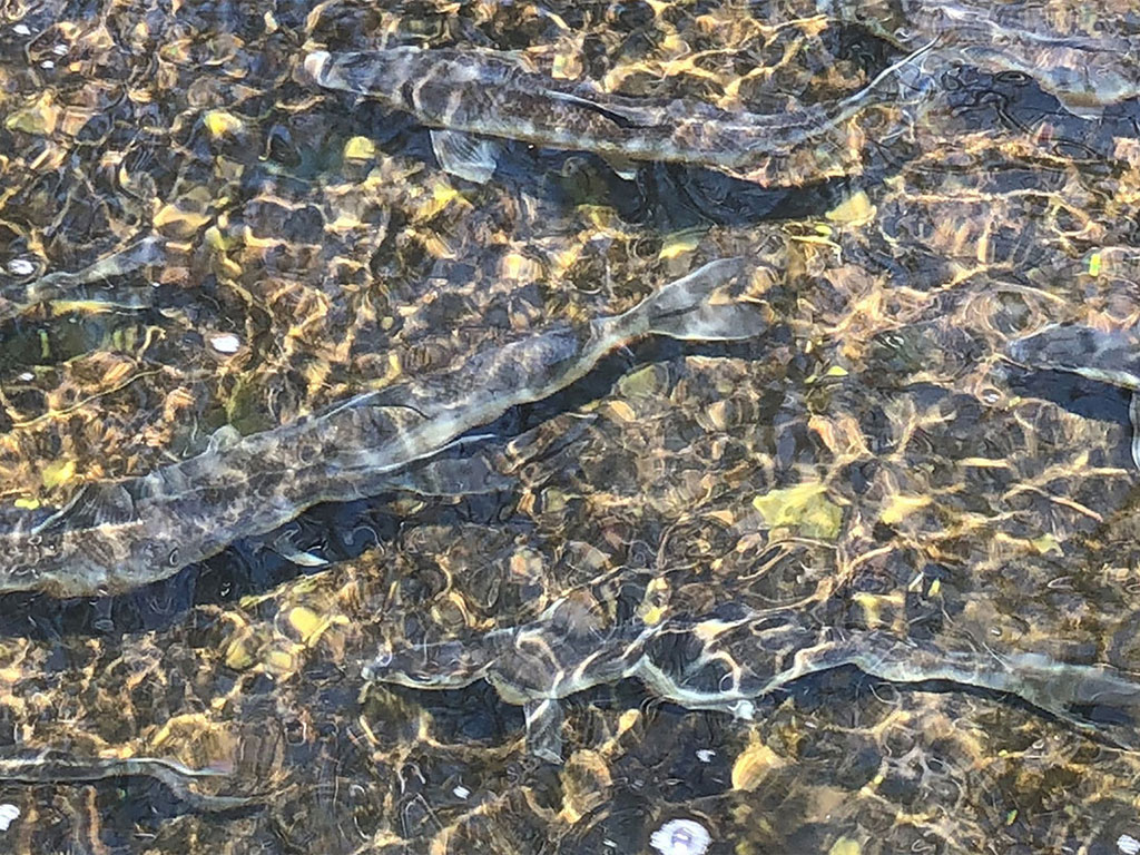 Marstons Mills River Herring Run Count