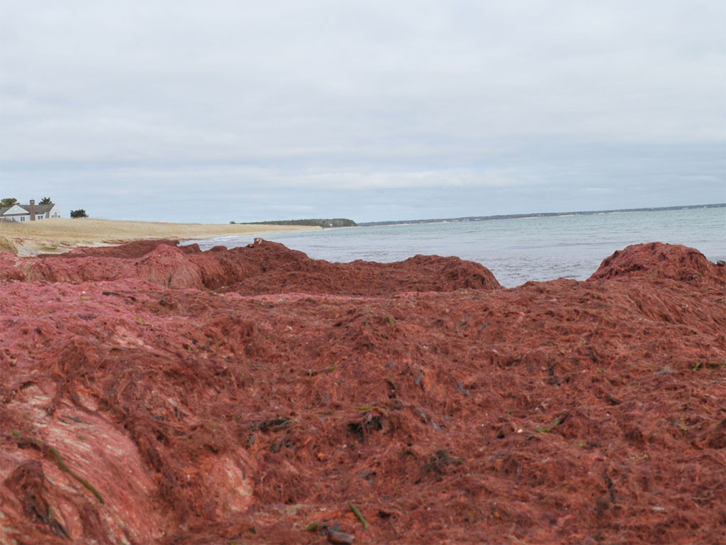 Marine Invasive Species Monitoring