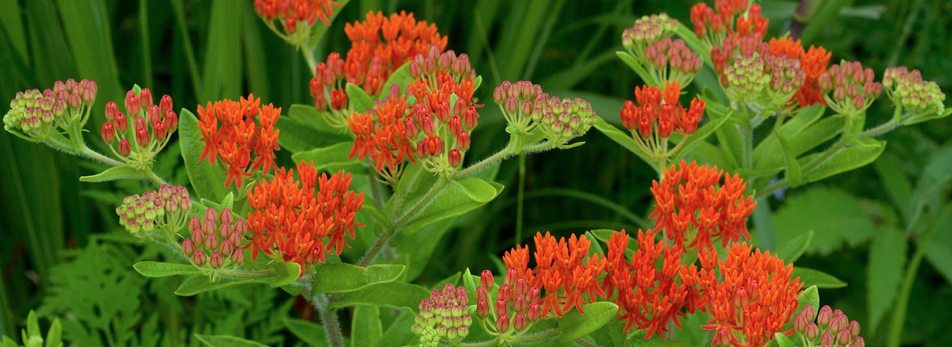 Butterfly Weed Flower