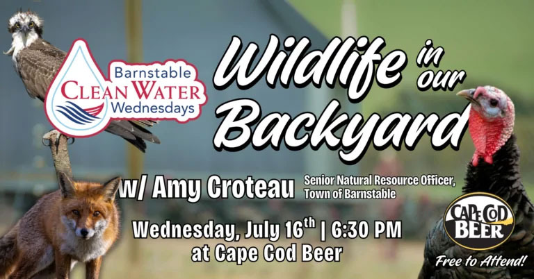 Wildlife in our Backyard