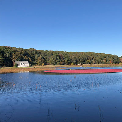 Cranberry Bog