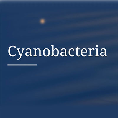 Cyanobacteria